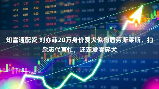 知富通配资 刘亦菲20万身价爱犬似狗届劳斯莱斯，拍杂志代言忙，还宠爱零碎犬
